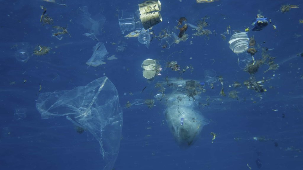 Plástico no oceano prejudica o meio ambiente a afeta a alimentação dos animais