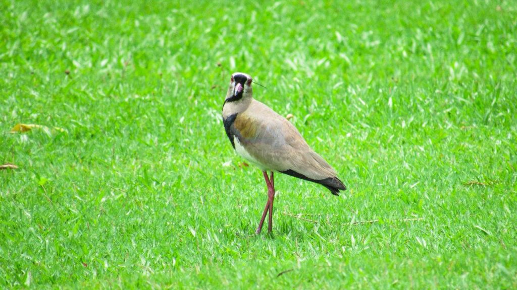 Parque Raimundo Malta em BC é berçário de aves na primavera